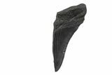 Partial, Fossil Megalodon Tooth #240142-1